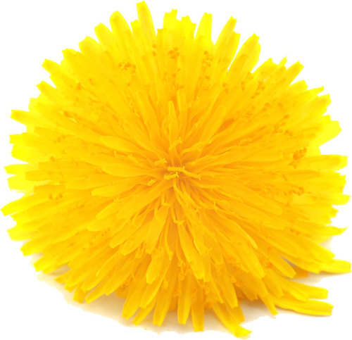 flower5237.jpg