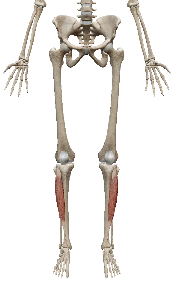 <span>2.</span>外反母趾ケア①筋肉編