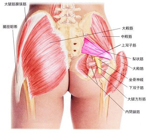 <span>1.</span>梨状筋ってどこにあるの？