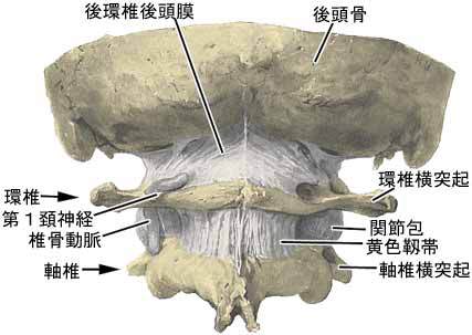 <span>3.</span>ムチウチによって起こる頚椎の歪み