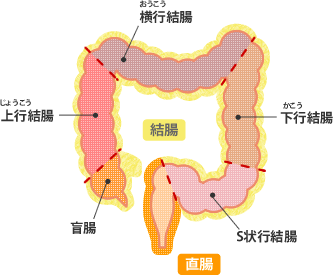 <span>1.</span>便秘の種類と原因