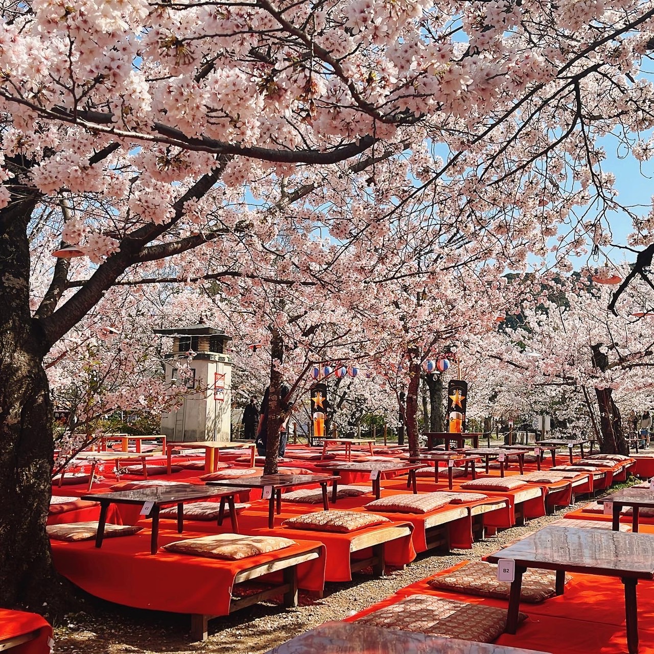 京都の桜🌸