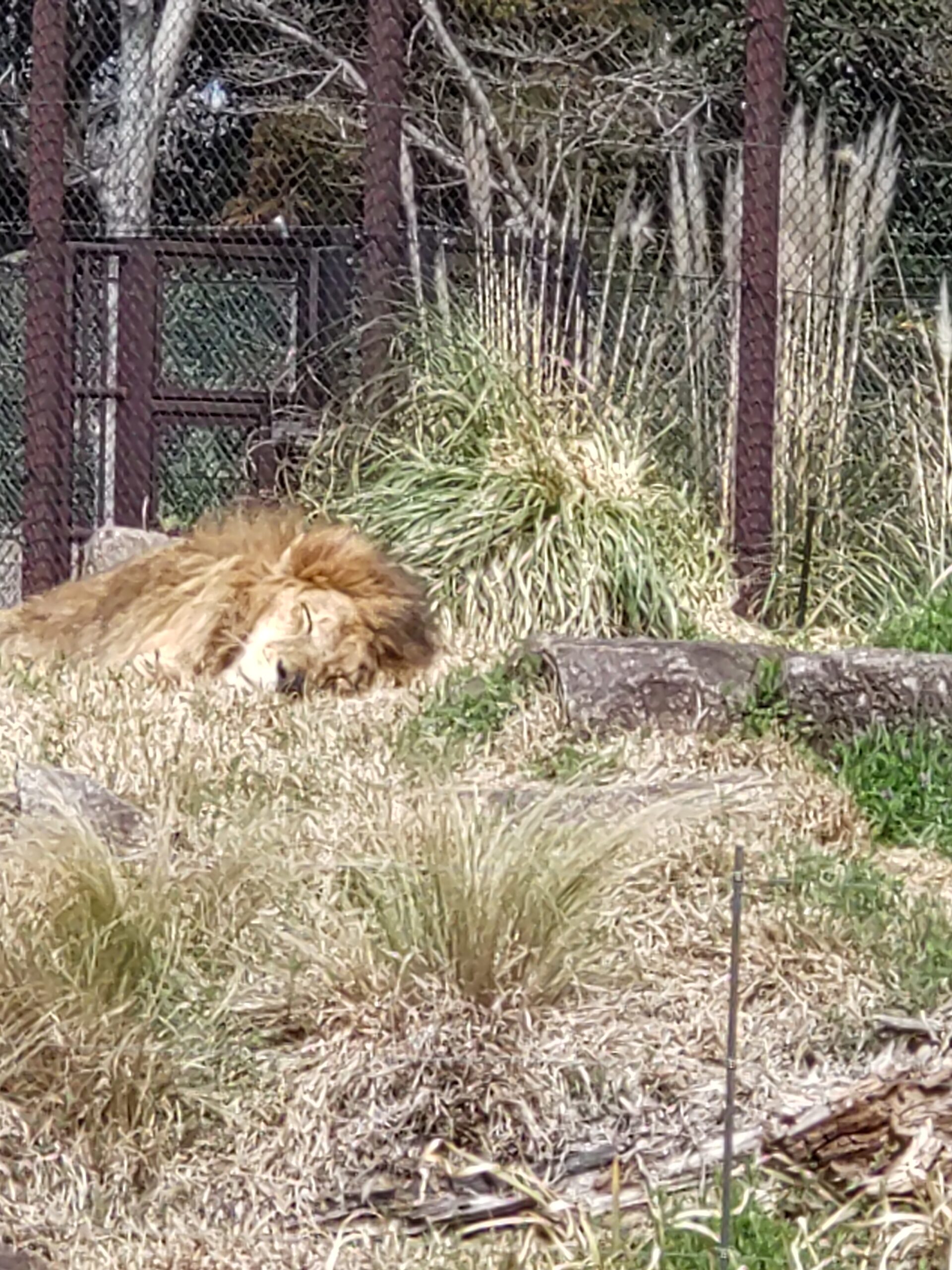 千葉動物園