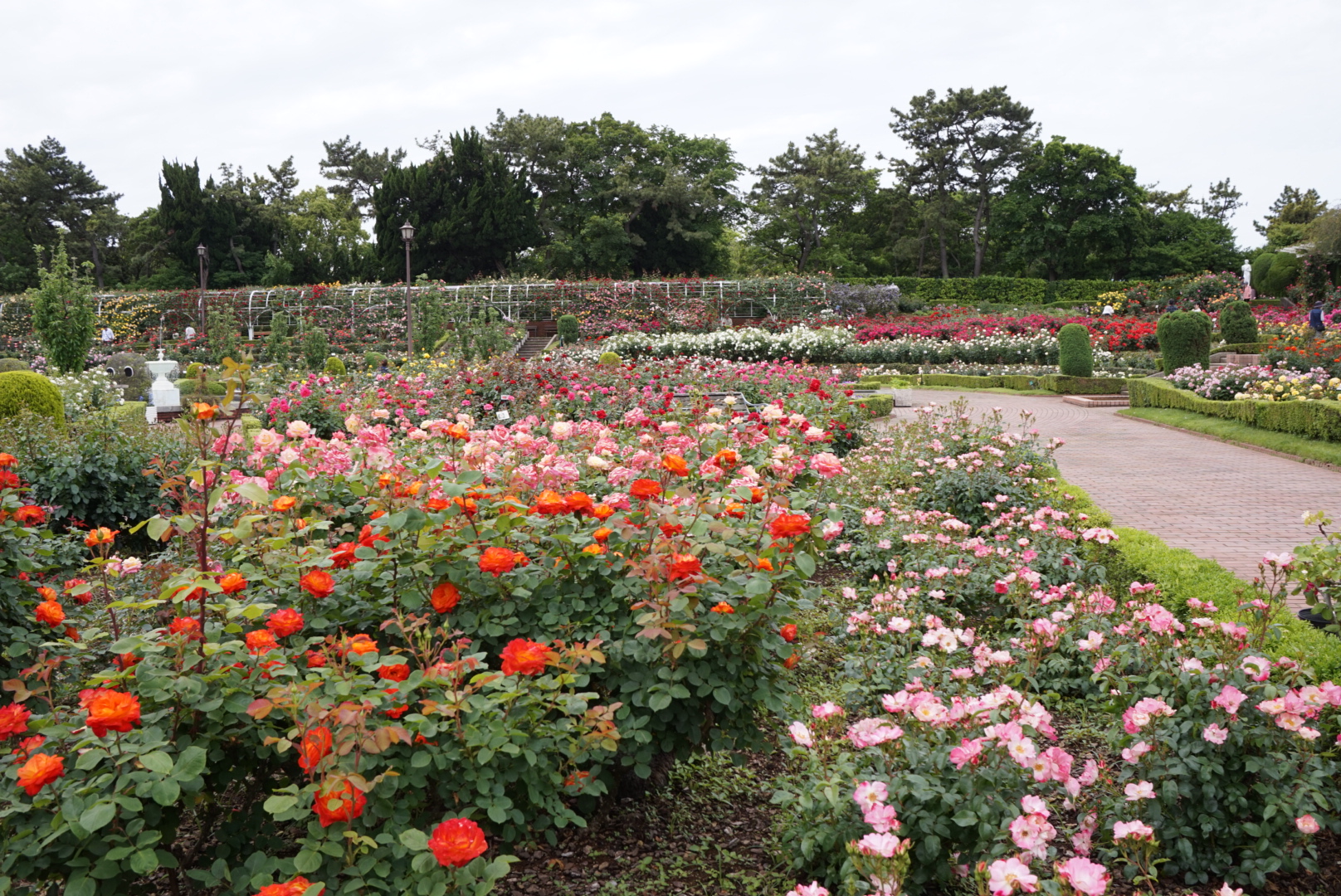 バラ園今が見頃です🌹