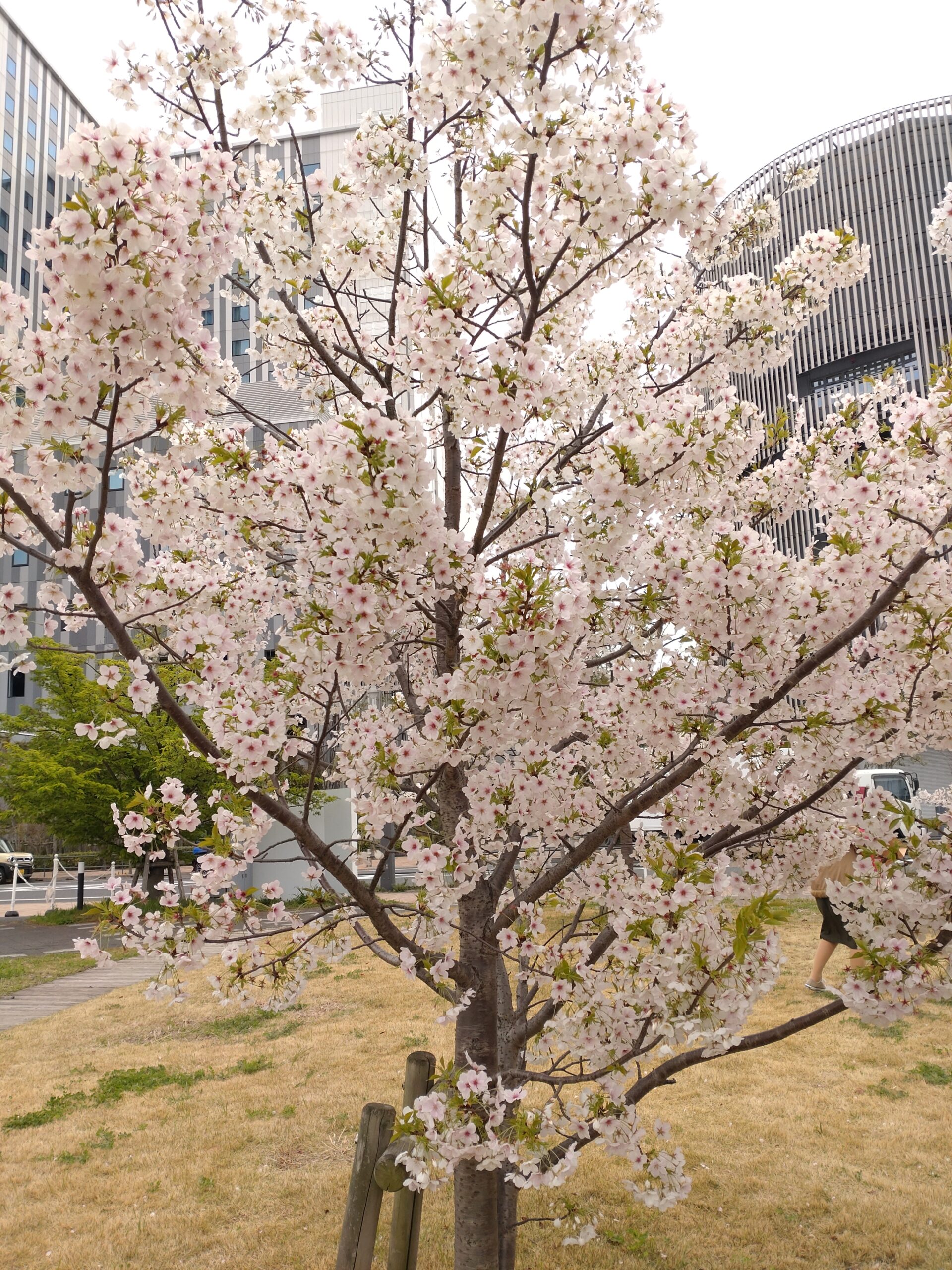 花より団子🌸→🍡