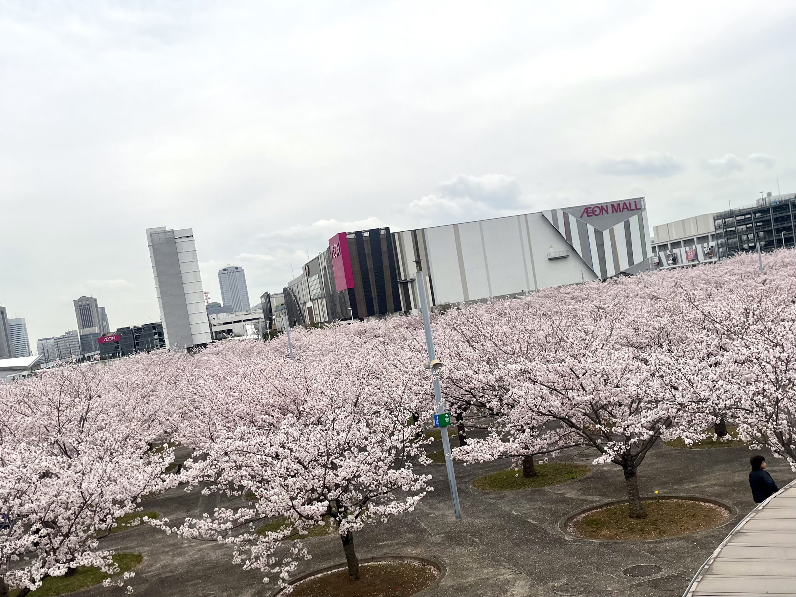 また桜🌸