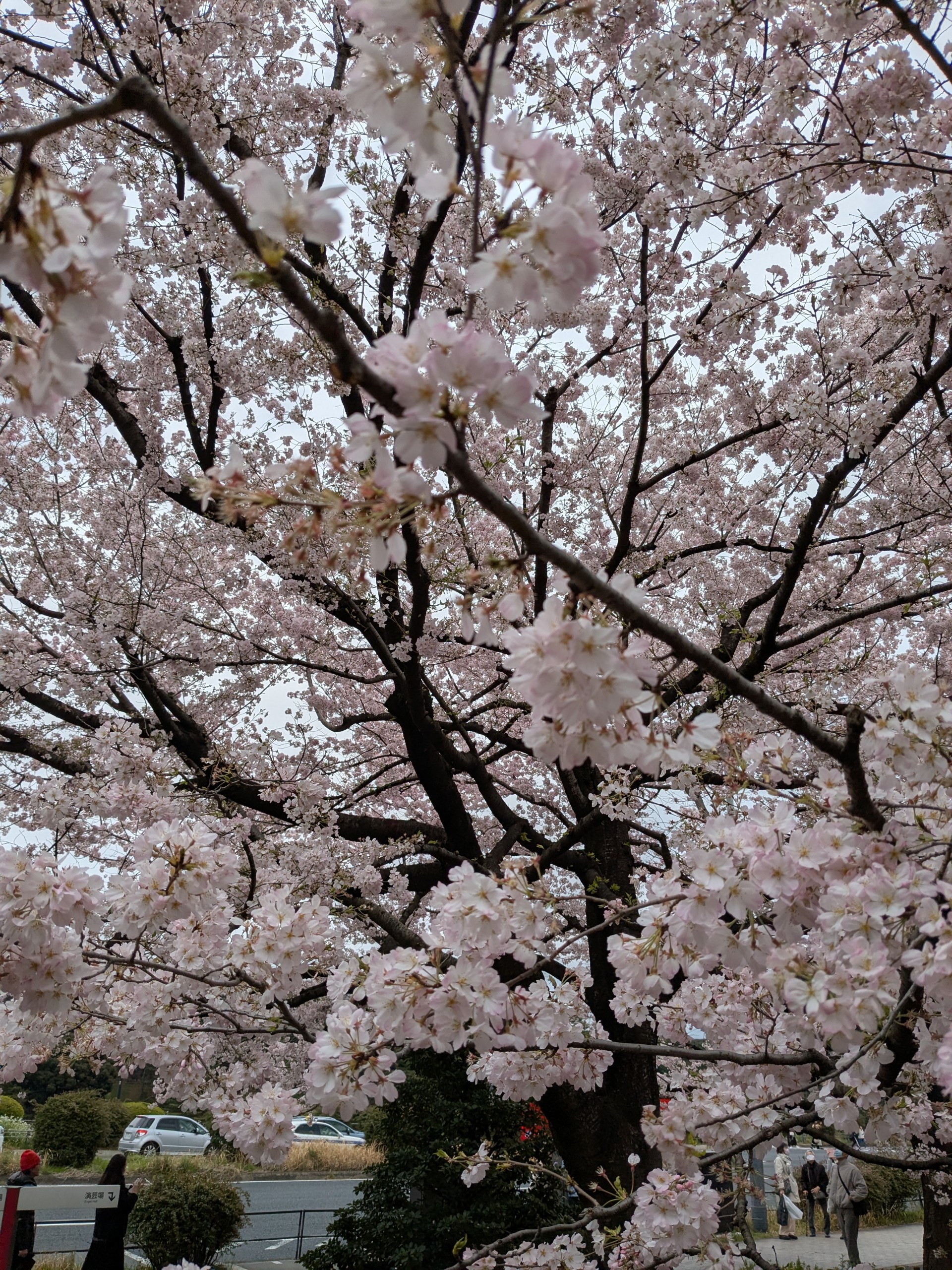 お花見～東京編～
