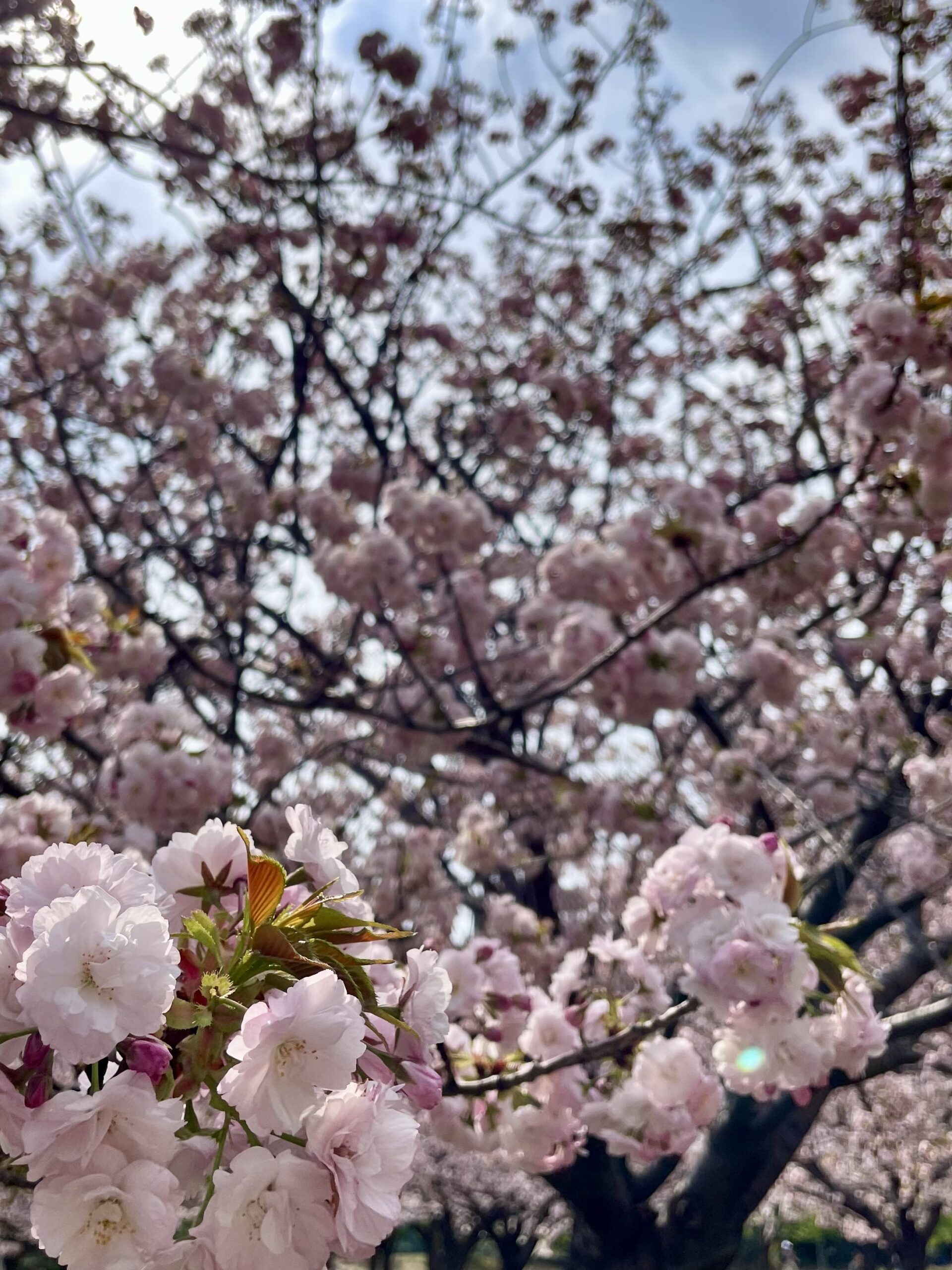 お花見🌸