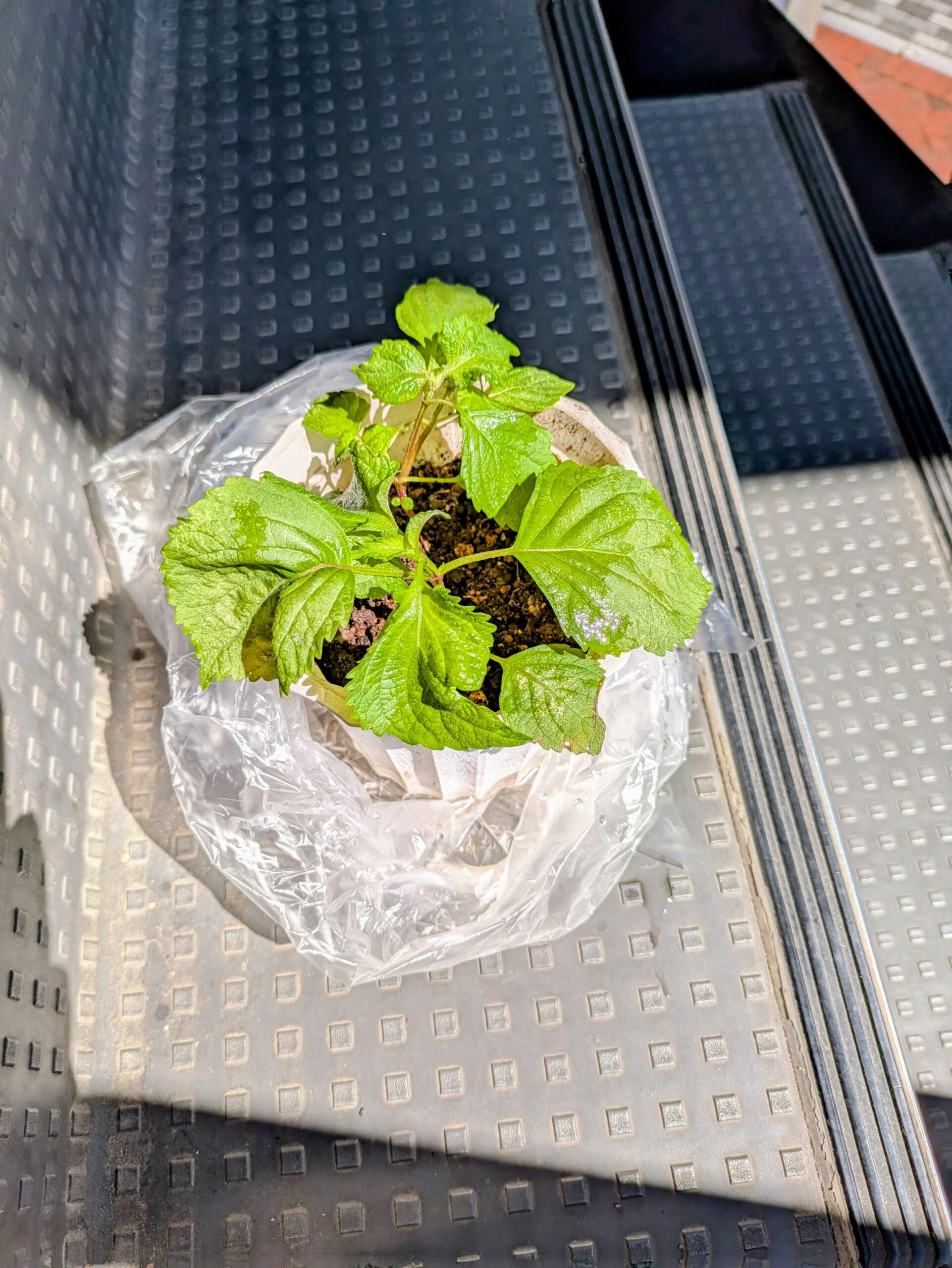 紫蘇の成長日記🌿
