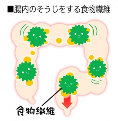 <span>1.</span>食物繊維とは？