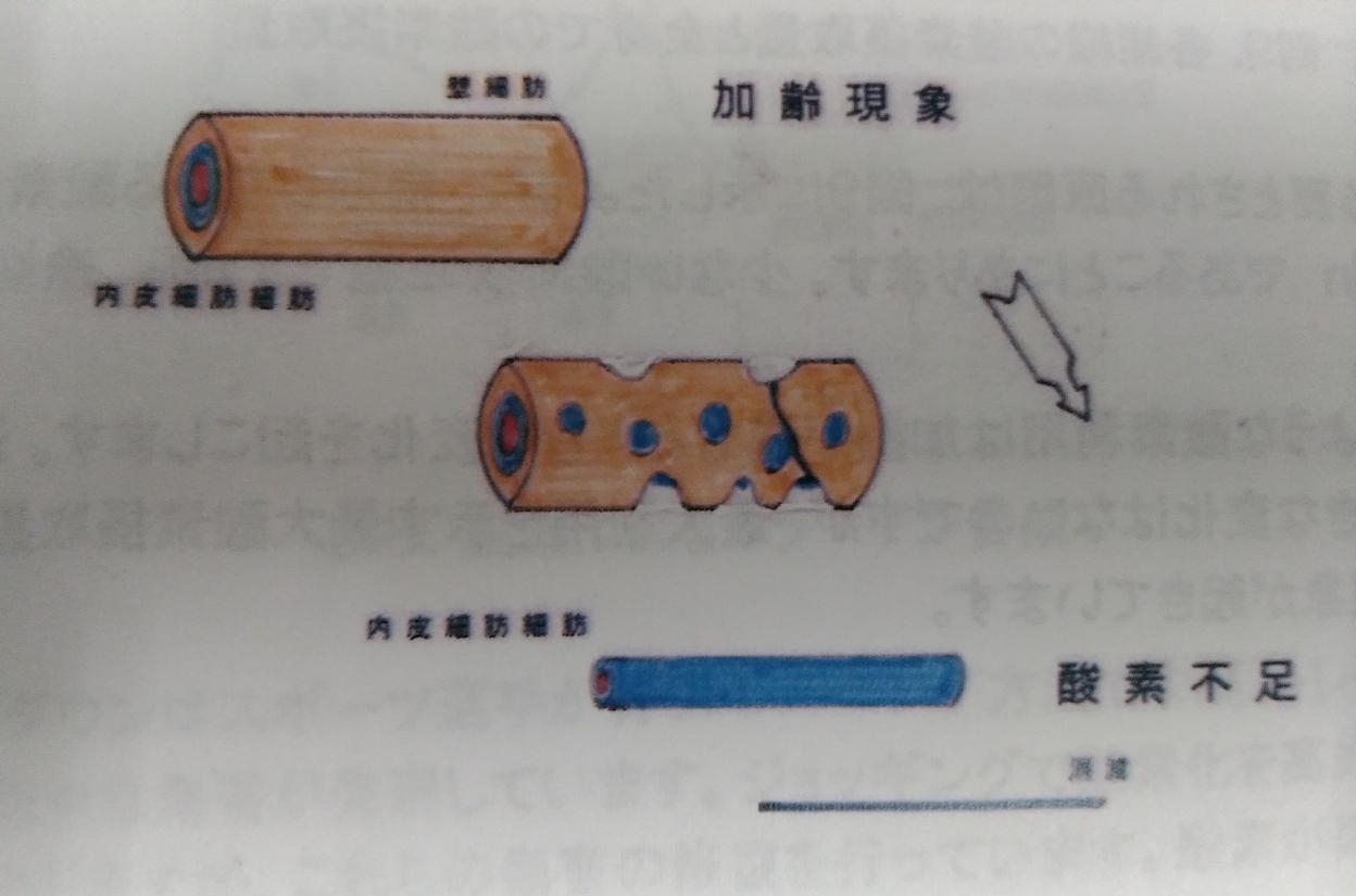 <span>2.</span>年齢と酸素消費