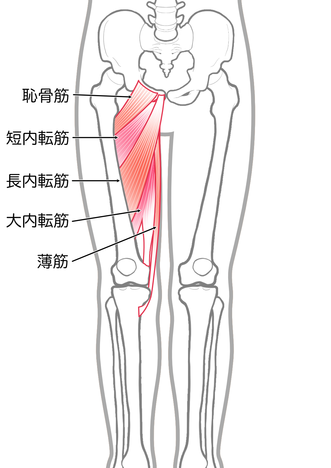 女性に多いX O脚とは？