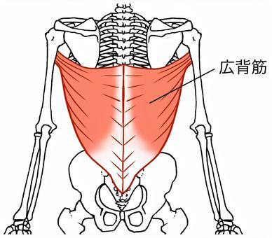 理想的な二の腕を手に入れる！！【②二の腕と背中のつながり】